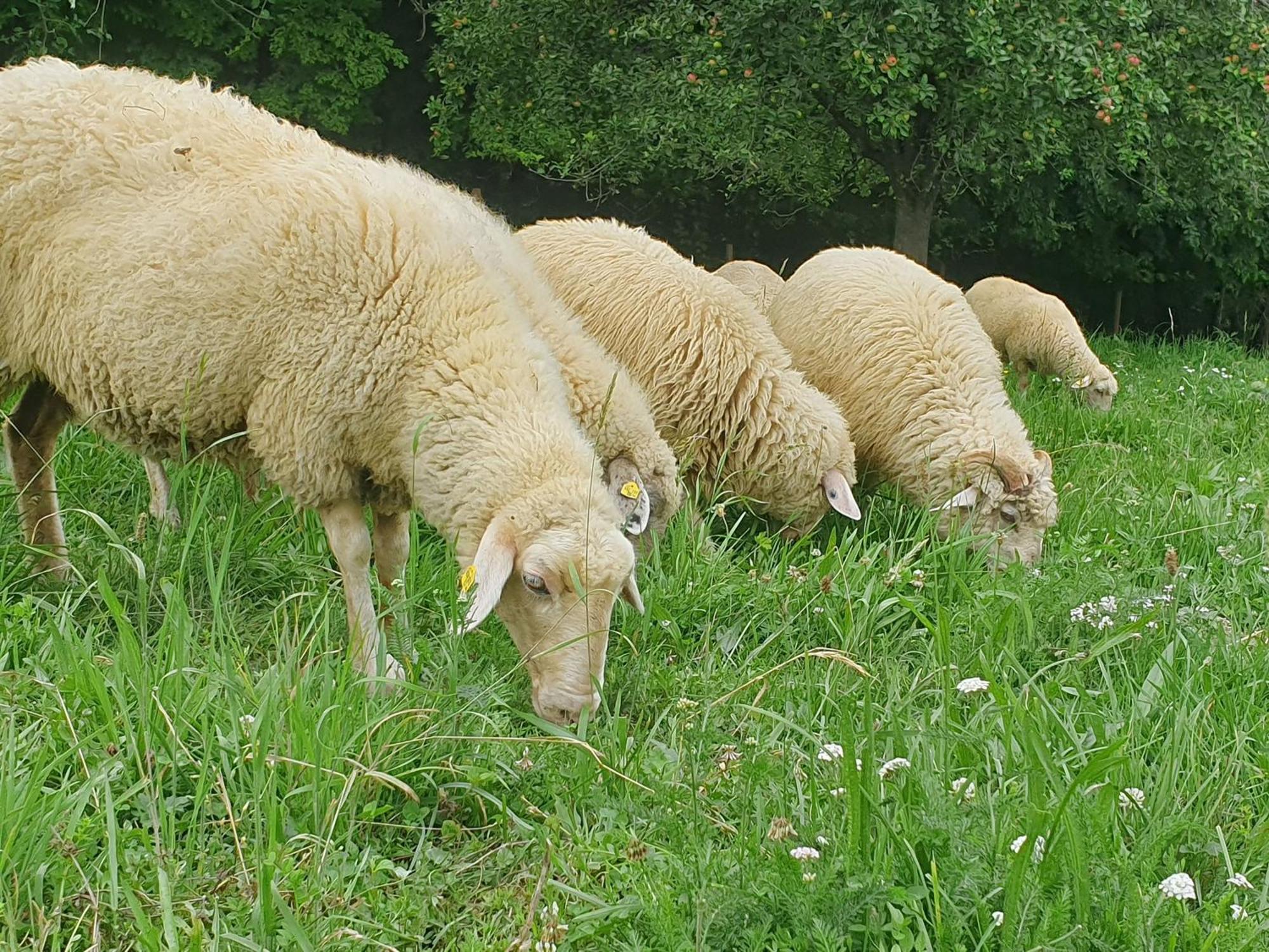 Am Trausdorfberg - Rosenblick Goggitsch in Steiermark