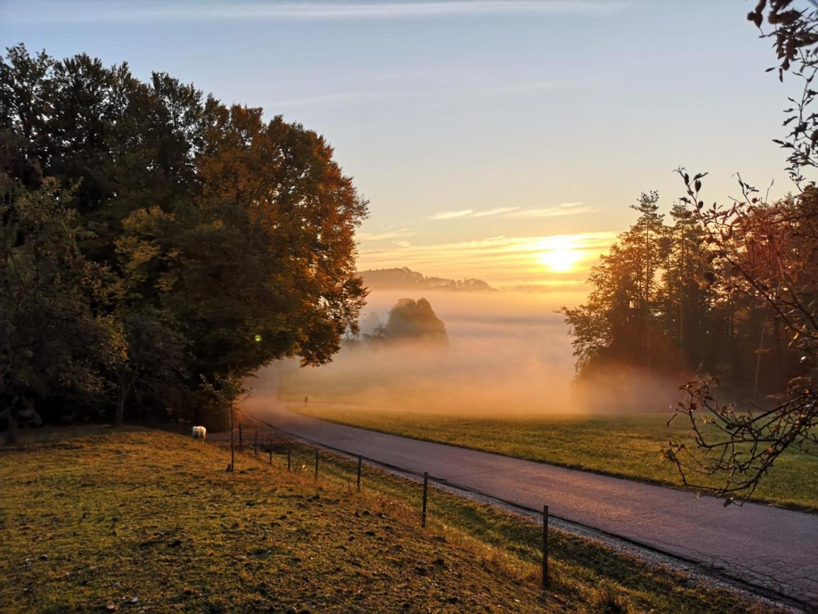 Am Trausdorfberg - Rosenblick *
